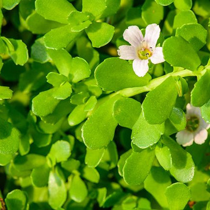 Kunjika Jadibooti Brahmi - Bacopa Monnieri Capsules 500mg with Brahmi Extract, Ayurvedic For Brain Health | Pack of 30 Capsules