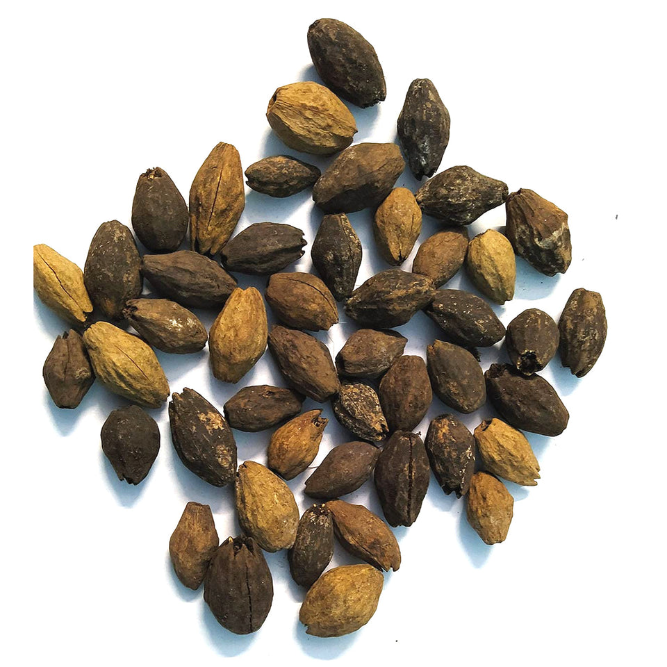 Kunjika Jadibooti Neem Niboli - Azadirachta Indica Seeds - Neem Seeds - 100 gms