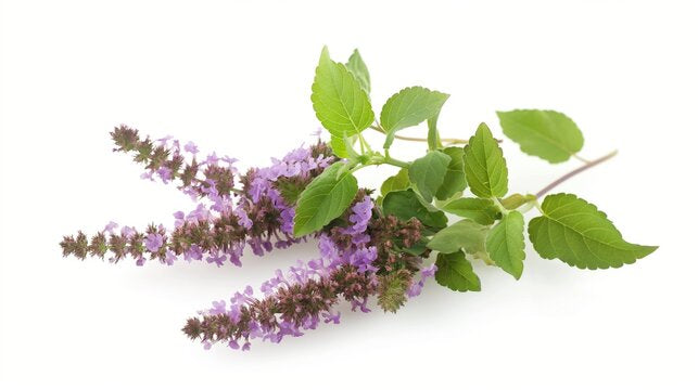 Pujahaat Patchouli Natural Essential Oil for Undiluted Therapeutic grade for Skin Care, Hair Care, Relief from Stress & Anxiety and Aromatherapy - Vegan & Cruelty free - 15 ml