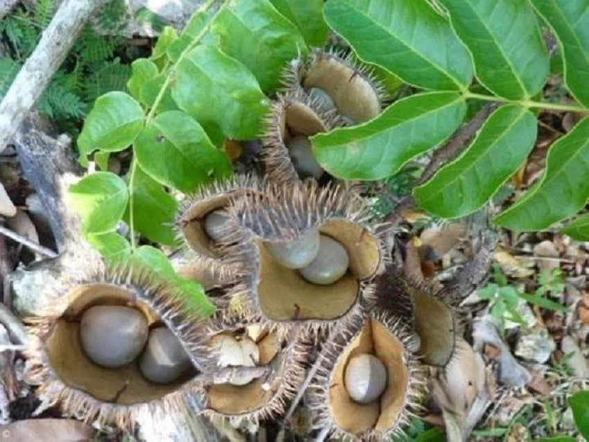 Kunjika Jadibooti Sagargota / Fever Nut /Caesalpinia Bonducella/ Karanjwa Powder / Vajra Bijaka/ Indian Beech/ Lata Karanj/ Saargota Powder -100 grams
