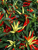 Chilli Surya Vegetable Seeds , Hybrid | Organic Seeds | For Any Pot & Home Garden seeds + Organic Manure + Pot Irrigation Drip system