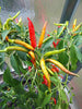 Chilli Surya Vegetable Seeds , Hybrid | Organic Seeds | For Any Pot & Home Garden seeds + Organic Manure + Pot Irrigation Drip system