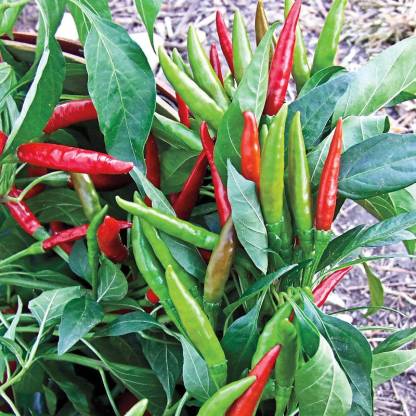 Chilli Surya Vegetable Seeds , Hybrid | Organic Seeds | For Any Pot & Home Garden seeds + Organic Manure + Pot Irrigation Drip system