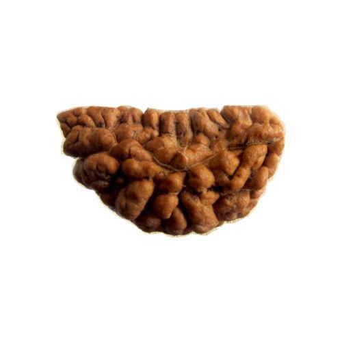 1 Mukhi Rudraksha One Faced Ek Mukhi Rudraksh Bead Original & Certified for Men and Women - halfrate.in