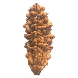 1 Mukhi Rudraksha One Faced Ek Mukhi Rudraksh Bead Original & Certified for Men and Women - halfrate.in