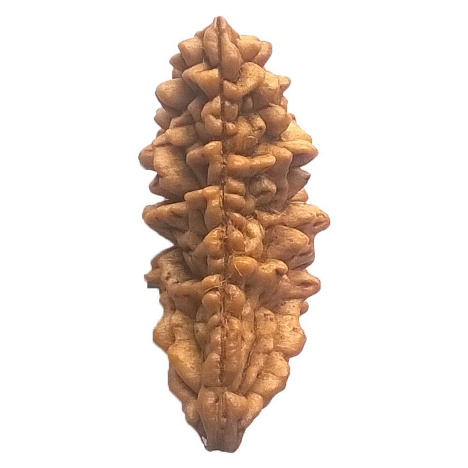 1 Mukhi Rudraksha One Faced Ek Mukhi Rudraksh Bead Original & Certified for Men and Women - halfrate.in