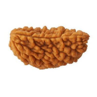 1 face rudraksha