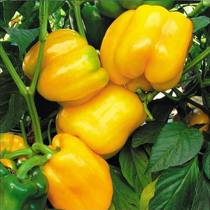 Yellow Capsicum F1 Seeds , Hybrid | Organic Seeds | For Any Pot & Home Garden seeds + Organic Manure + Pot Irrigation Drip system