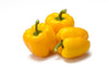 Yellow Capsicum F1 Seeds , Hybrid | Organic Seeds | For Any Pot & Home Garden seeds + Organic Manure + Pot Irrigation Drip system