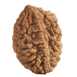 Original Two Faced ( Do Mukhi) Natural Rudraksha Bead for Men and Women - halfrate.in