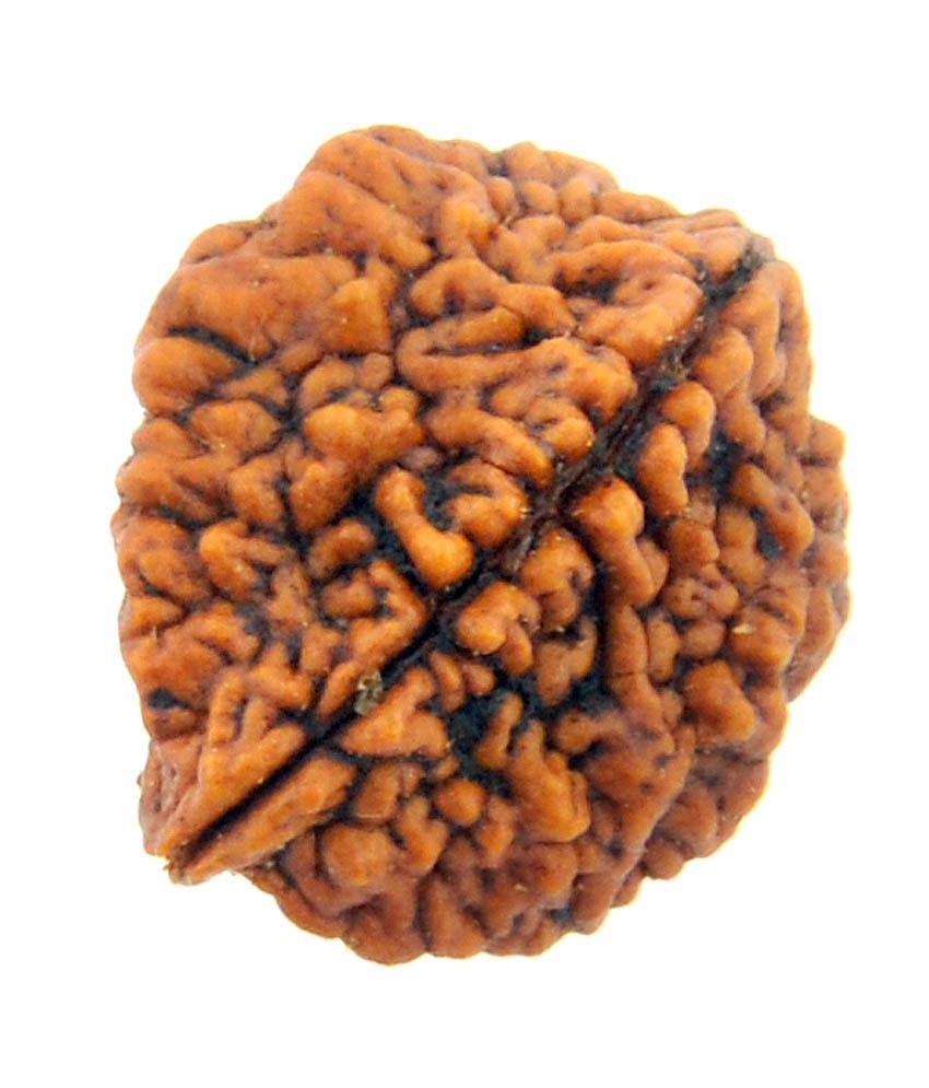 Original Two Faced ( Do Mukhi) Natural Rudraksha Bead for Men and Women - halfrate.in