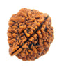 Original Two Faced ( Do Mukhi) Natural Rudraksha Bead for Men and Women - halfrate.in