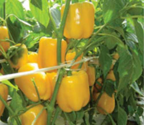 Yellow Capsicum F1 Seeds , Hybrid | Organic Seeds | For Any Pot & Home Garden seeds + Organic Manure + Pot Irrigation Drip system