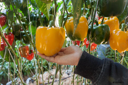 Tricolor Capsicum Red, Green, Yellow F1 Seeds , Hybrid | Organic Seeds | For Any Pot & Home Garden seeds + Organic Manure + Pot Irrigation Drip system