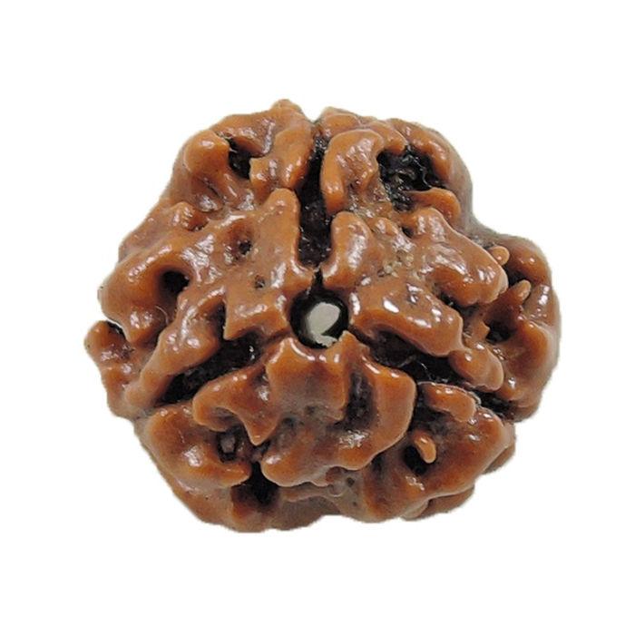 Original Three Faced ( Teen Mukhi) Natural Rudraksha Bead for Men and Women - halfrate.in