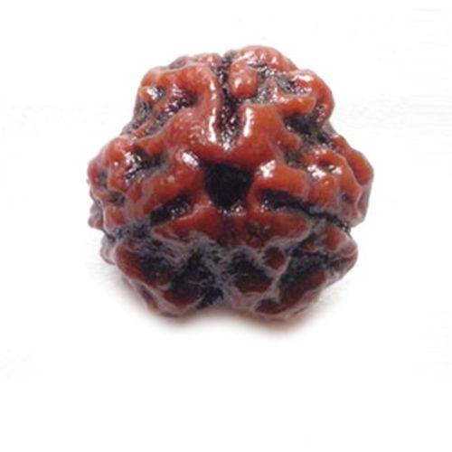 Original Three Faced ( Teen Mukhi) Natural Rudraksha Bead for Men and Women - halfrate.in