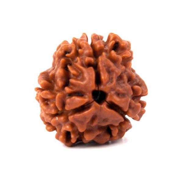 Original Three Faced ( Teen Mukhi) Natural Rudraksha Bead for Men and Women - halfrate.in