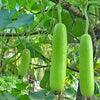 Bottle Gourd Long White (Giya /Lauki/ Lau /Clabas) Hybrid Seeds | Organic Seeds for Home Garden seeds + Organic Manure + Pot Irrigation Drip system