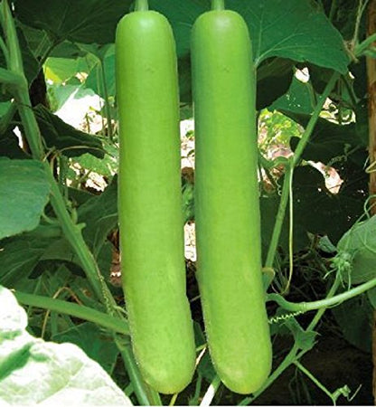 Bottle Gourd Long White (Giya /Lauki/ Lau /Clabas) Hybrid Seeds | Organic Seeds for Home Garden seeds + Organic Manure + Pot Irrigation Drip system