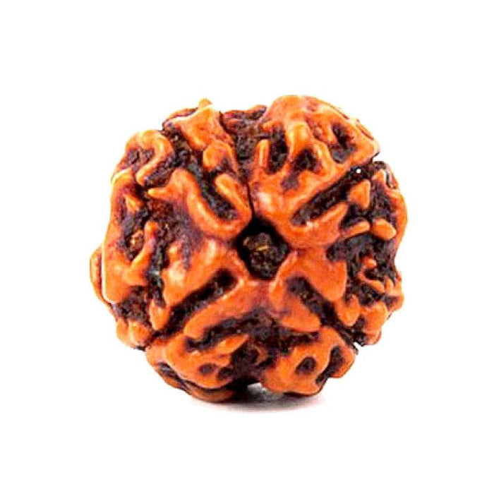 Original Four Faced (Char Mukhi) Natural Rudraksha Bead for Men and Women - halfrate.in