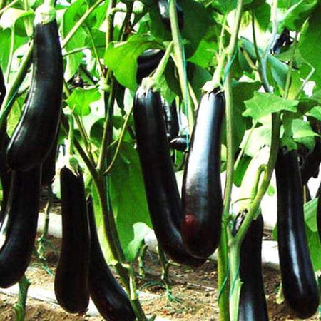 Long Black brinjal, Egg plant, lambe began baingan Special Hybrid Seeds | Organic Seeds | For Any Pot & Home Garden seeds + Organic Manure + Pot Irrigation Drip system