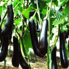 Long Black brinjal, Egg plant, lambe began baingan Special Hybrid Seeds | Organic Seeds | For Any Pot & Home Garden seeds + Organic Manure + Pot Irrigation Drip system