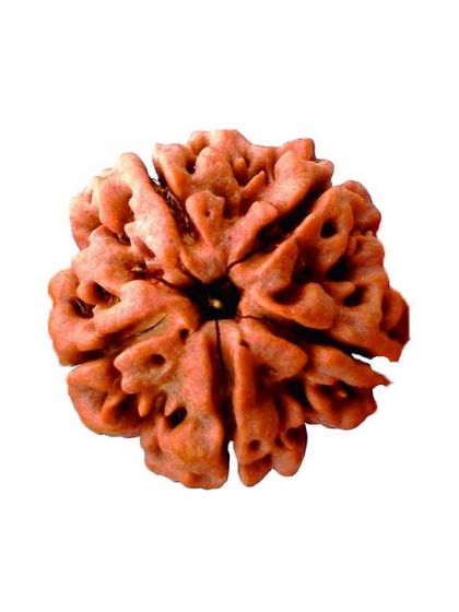 Five Faced 5 face (Panch Mukhi) Natural Rudraksha Bead for Men and Women - halfrate.in