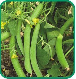 Kakri Seeds - Long Melon Seeds Cucumber garima Hybrid Seeds | Organic Seeds | Home Garden seeds + Organic Manure + Pot Irrigation Drip system