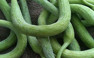 Kakri Seeds - Long Melon Seeds Cucumber garima Hybrid Seeds | Organic Seeds | Home Garden seeds + Organic Manure + Pot Irrigation Drip system