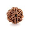 Six Faced 6 face (Cheh Mukhi) Natural Rudraksha Bead for Men and Women - halfrate.in