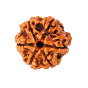 Six Faced 6 face (Cheh Mukhi) Natural Rudraksha Bead for Men and Women - halfrate.in