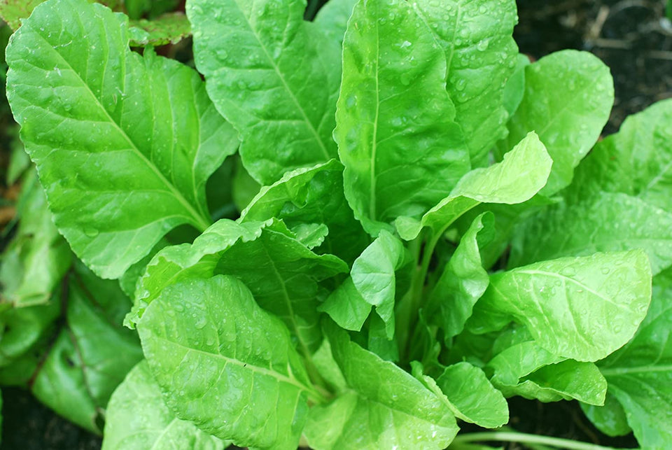 Mustard Sarson Green Top Saag Hybrid Seeds | Organic Seeds | Home Garden seeds + Organic Manure + Pot Irrigation Drip system