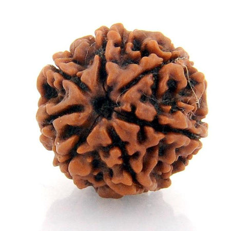 Seven Faced 7 face (Saat Mukhi) Natural Rudraksha Bead for Men and Women - halfrate.in