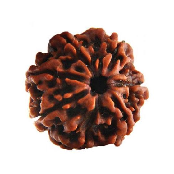 Seven Faced 7 face (Saat Mukhi) Natural Rudraksha Bead for Men and Women - halfrate.in