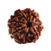 Seven Faced 7 face (Saat Mukhi) Natural Rudraksha Bead for Men and Women - halfrate.in