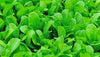 Mustard Sarson Green Top Saag Hybrid Seeds | Organic Seeds | Home Garden seeds + Organic Manure + Pot Irrigation Drip system