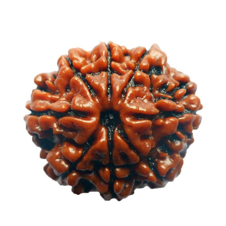 Eight Faced 8 face (aath Mukhi) Natural Rudraksha Bead for Men and Women - halfrate.in