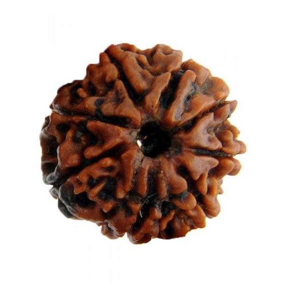 Eight Faced 8 face (aath Mukhi) Natural Rudraksha Bead for Men and Women - halfrate.in