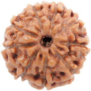 Nine Faced 9 face (Nau Mukhi) Natural Rudraksha Bead for Men and Women - halfrate.in