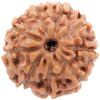 Nine Faced 9 face (Nau Mukhi) Natural Rudraksha Bead for Men and Women - halfrate.in