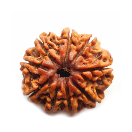 Nine Faced 9 face (Nau Mukhi) Natural Rudraksha Bead for Men and Women - halfrate.in