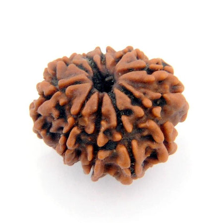 Ten Faced 10 face (Dus Mukhi) Natural Rudraksha Bead for Men and Women - halfrate.in