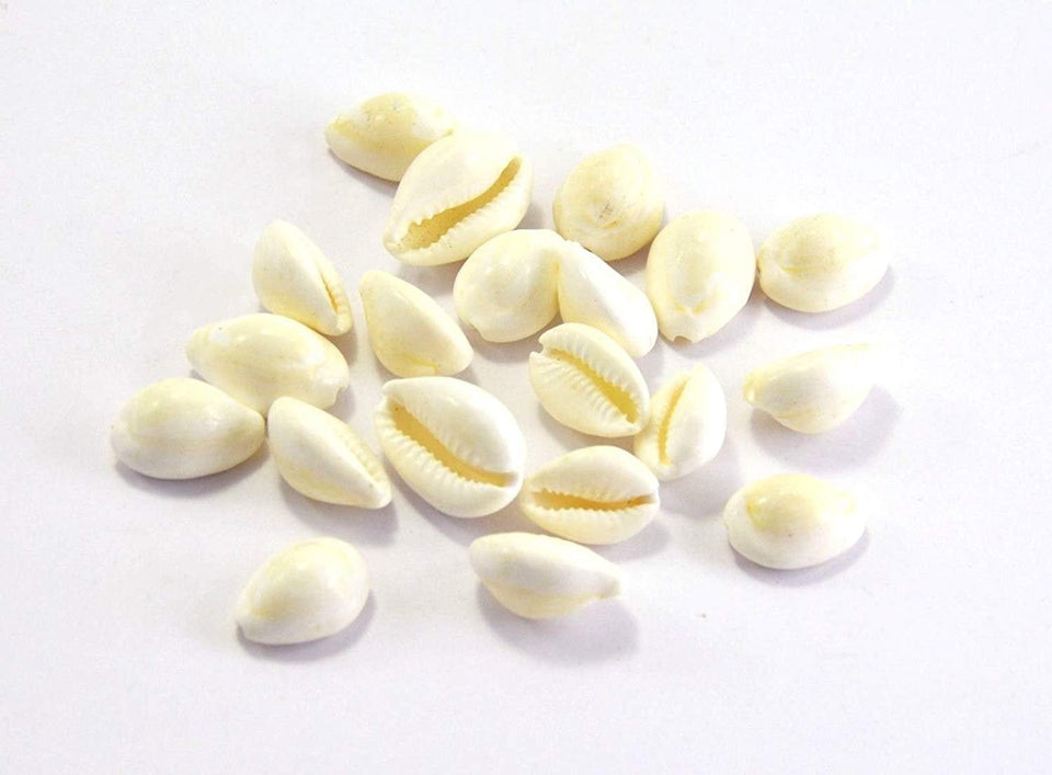 White Kawri Kodi White Cowrie Sea Shell | Laxmi and Diwali Pooja Article Koudi Shells-Set of 11