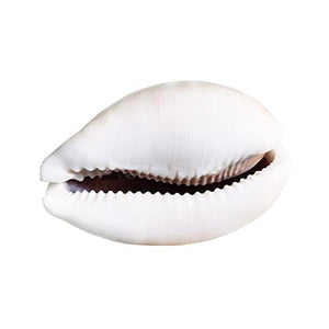 White Kawri Kodi White Cowrie Sea Shell | Laxmi and Diwali Pooja Article Koudi Shells-Set of 11