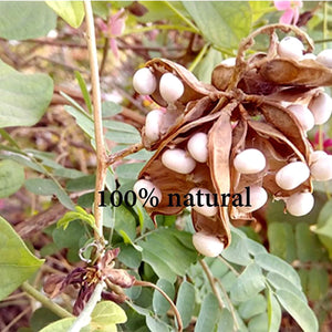 Natural 100% & Rare White Gunja, Chirmi Seeds, Swetha Gunja, Gurivanta, White Rosary Pea, Chanoti,  Latumoni - 11 pcs