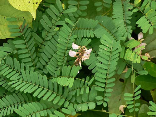 Natural 100% & Rare White Gunja, Chirmi Seeds, Swetha Gunja, Gurivanta, White Rosary Pea, Chanoti,  Latumoni - 11 pcs