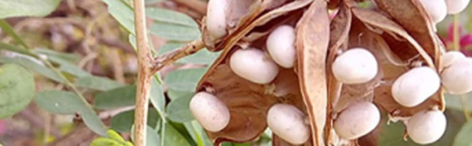 Natural 100% & Rare White Gunja, Chirmi Seeds, Swetha Gunja, Gurivanta, White Rosary Pea, Chanoti,  Latumoni - 11 pcs