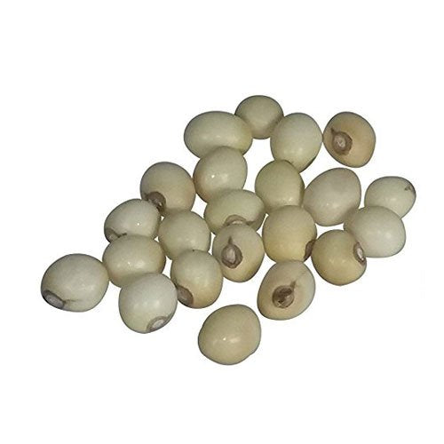 Natural 100% & Rare White Gunja, Chirmi Seeds, Swetha Gunja, Gurivanta, White Rosary Pea, Chanoti,  Latumoni - 11 pcs