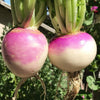 Turnip Purple Top Hybrid | Organic Seeds | Home Garden seeds + Organic Manure + Pot Irrigation Drip system