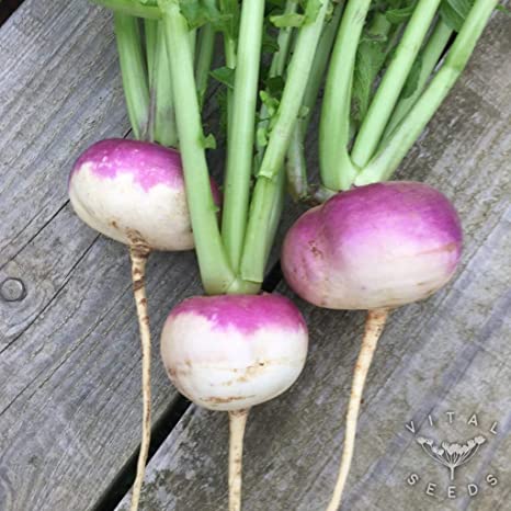 Turnip Purple Top Hybrid | Organic Seeds | Home Garden seeds + Organic Manure + Pot Irrigation Drip system